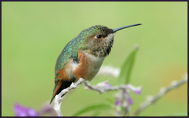 Photo of a hummingbird by Flickr user tdlucas5000