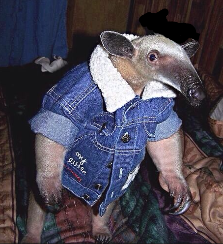 eddy-anteater-has-a-party